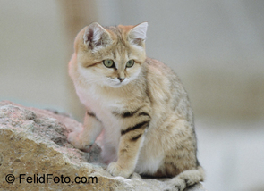 Roaming the dunes of deserts in North Africa and central Asia on fuzzy feet protecting it from the hot sand, the house cat-sized sand cat has been very poorly studied. (Photo: Fred Hood) Roaming the dunes of deserts in North Africa and central Asia on fuzzy feet protecting it from the hot sand, the house cat-sized sand cat has been very poorly studied. (Photo: Fred Hood)